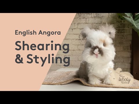 Vidéo: Angora Lapin Allemand