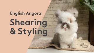 English Angora Rabbit Shearing & Styling