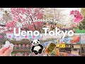 Spring in Tokyo Japan🌸 Cherry Blossom Festival in Ueno Park/ Hanami and street food