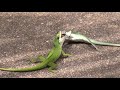 Green Anole Territory Fight