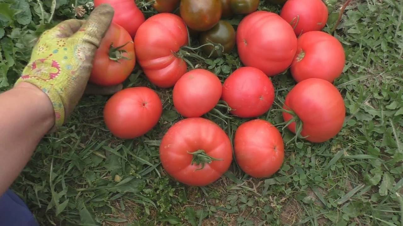 Сорт Томата Розовый Мед Отзывы Фото