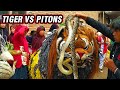 CAN MACANAN SINGO MANGGALA VS ULAR PITON DAN DRUMBAND AL AZHAR DI PACEH PEJAGAN TIGER VS PITONS