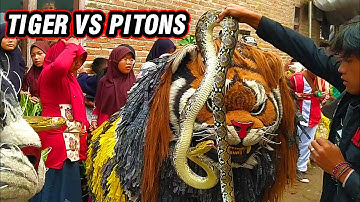 CAN MACANAN SINGO MANGGALA VS ULAR PITON DAN DRUMBAND AL AZHAR DI PACEH PEJAGAN TIGER VS PITONS