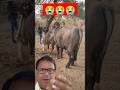 BUFFALO IS LIVE MEETING Buffalo Funny Comedy Animals Baffalo Video Reels Viralshort Vlog