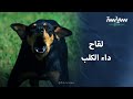 قصة تطوير لقاح داء الكلب في القرن التاسع عشر قصة تطوير لقاح داء الكلب في القرن التاسع عشر