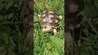 Relax with baby Sulcata Tortoise. #Sulcata Tortoise