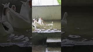 angsa bening #satwalucu