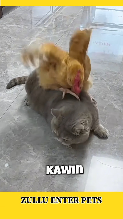 AYAM PENGEN KAWIN AMA SI ABU GEMBUL LUCU#cat #shortvideo #kucing #kucinglucu #shortsfeed