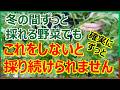 【春菊・わさび菜・パセリ】冬の間ずっと採れる野菜を冬の間ずっと採り続ける方法