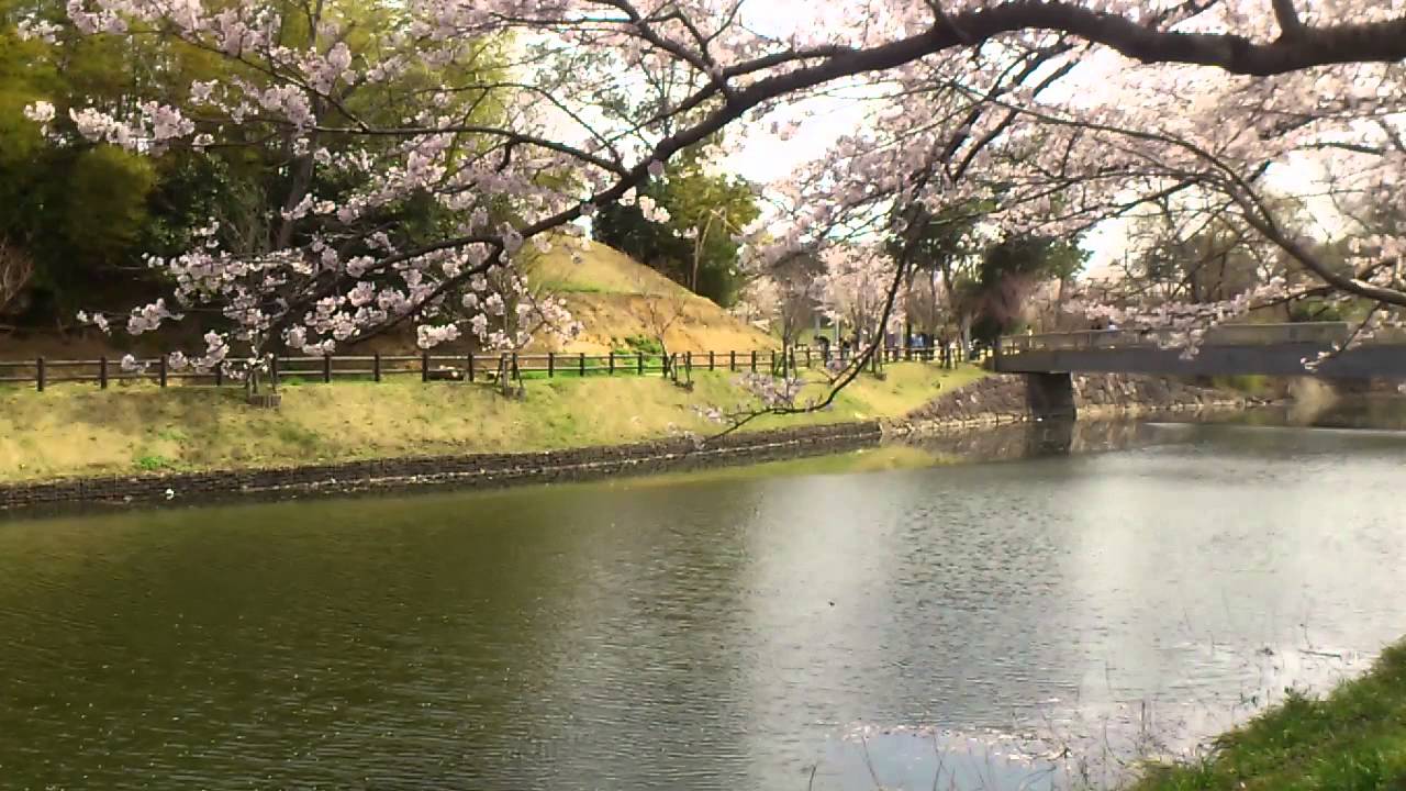 2013 Cherry Blossoms in Japan -1 - YouTube