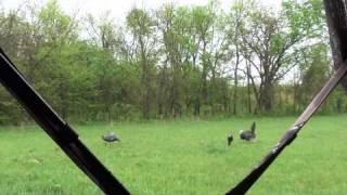 Details Squealer Hen Turkey Call News