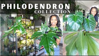 My Top Picks: MustHave Philodendrons for Plant Lovers