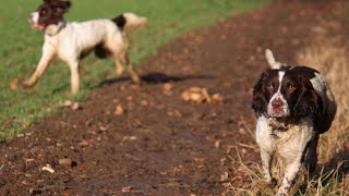 Preventing Separation Anxiety in English Springer Spaniels
