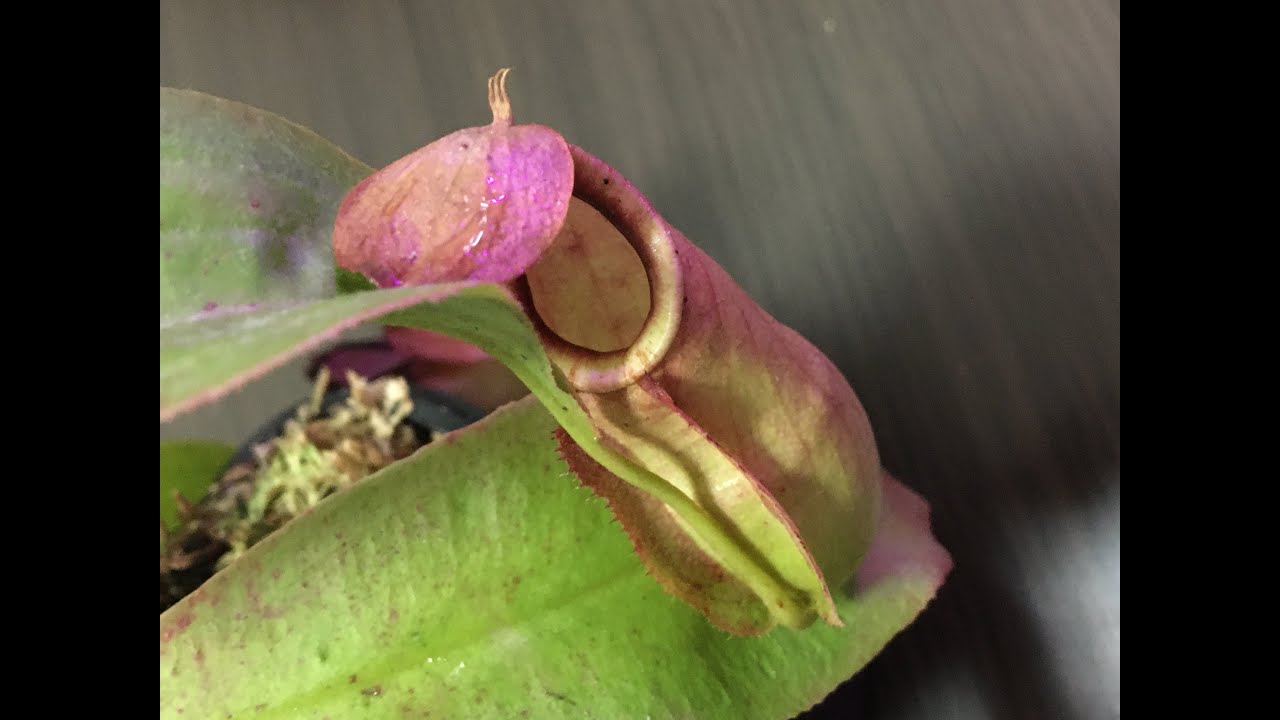 食虫植物 ネペンテス ウツボカズラ バイキング Hyb紹介動画 Youtube