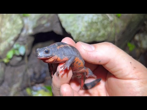 沖縄の森の生物が可愛すぎる…