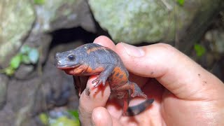 沖縄の森の生物が可愛すぎる…