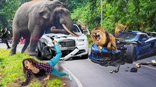 Wild animals go crazy on the streets, attacking car and tourists - King Lion, Tiger Cubs