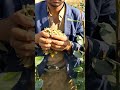 القات من حجور بني وهبان محافظة حجه اليمن