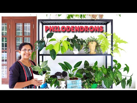 Philodendron Varieties: Care U0026 Propagation