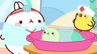 Molang y Piu Piu - Cuidando a la tortuga | Dibujos animados divertidos para niños