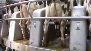 GEA Farming - DairyProQ: Episode 4 - The automated milking process - EN