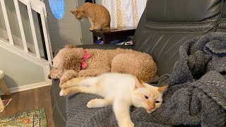 Cat and Dog Cuddles by MaxluvsMya 2,076 views 3 months ago 1 minute, 6 seconds