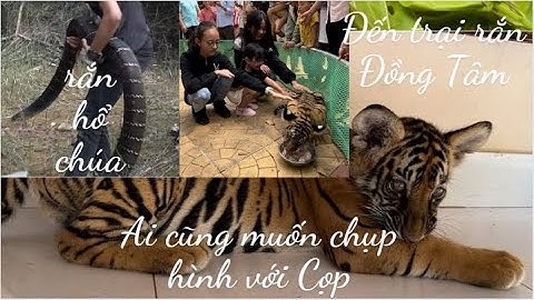 2 chú Cọp con thu hút hàng triệu lượt xem ở trại rắn Đồng Tâm - Tiền Giang