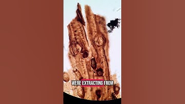 Ik heb geen idee wat dit is. #geologie #wetenschap #geologiejohnson #fossiel #paleontologie