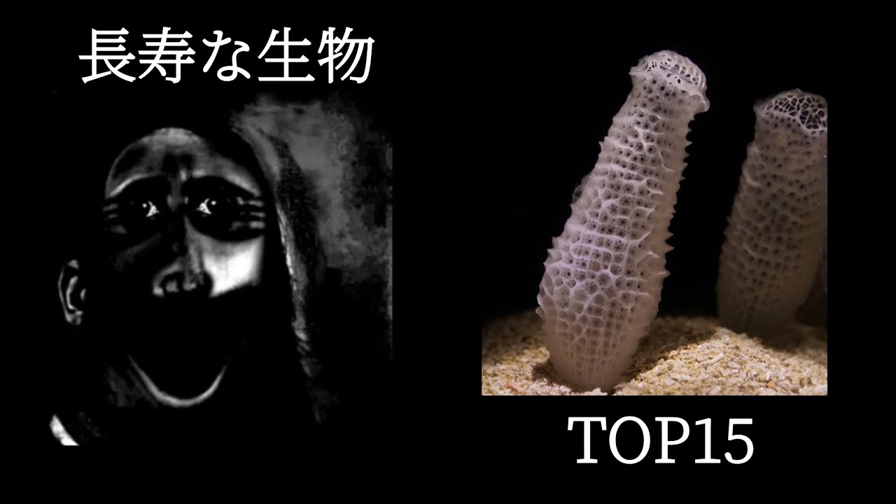 Mr.incredibleと見る世界で最も寿命の長い生物TOP15