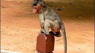 Poor Baby Monkey Lori Call Monkey Silently, Very Pity Baby Lori.