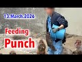 13.March.2026 feeding Punch #がんばれパンチ #punchthemonkey 