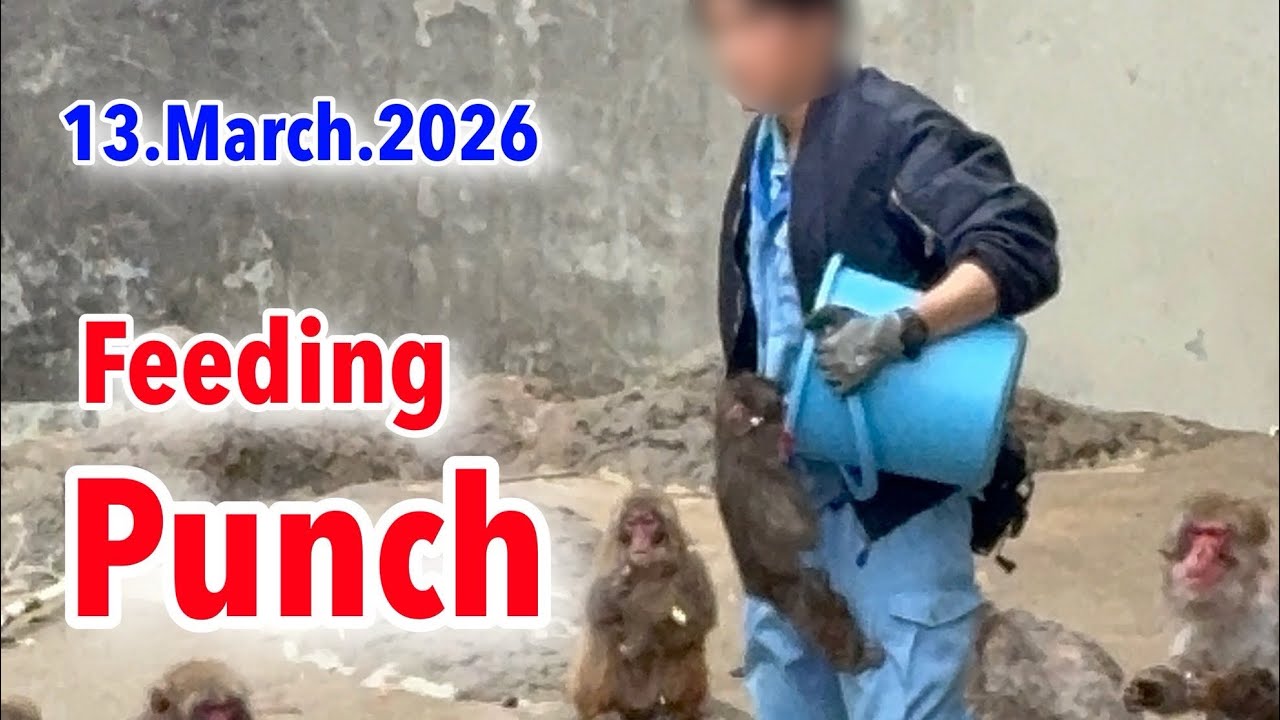 13.March.2026 feeding Punch #がんばれパンチ #punchthemonkey - YouTube