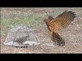 Trapping Goes Wrong || falcon trap, hawk trap, eagle trap || wildlife today