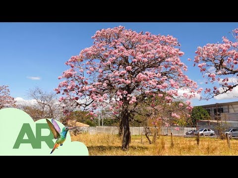 Video: Cómo son las flores de roble