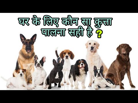 वीडियो: कौन सा कुत्ता घर के लिए सबसे अच्छा है