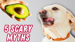 Dangerous MYTHS Exposed by Veterinarian!