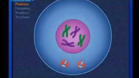 ‪HOW CELL CYCLE WORKS/ CELL CYCLE AND MITOSIS/ ANIMATION HOW THE CELL CYCLE WORKS