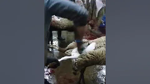 За 1 минуту раздел барана