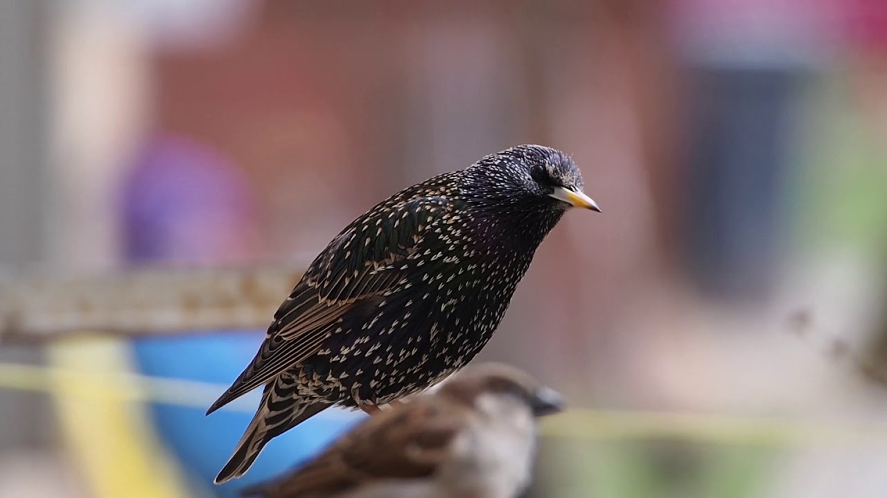 Graurul  (Sturnus vulgaris)  Ordinul Passeriformes  Familia Sturnidae