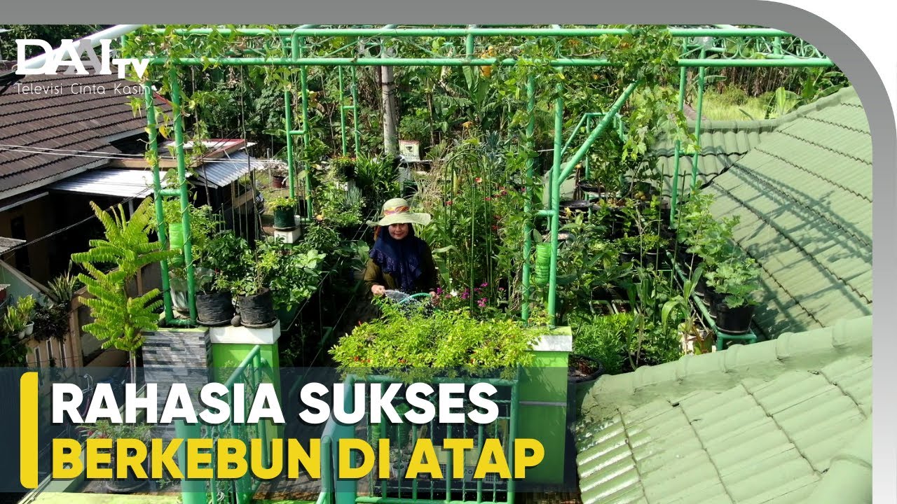 Cara Memaksimalkan Atap Rumah Jadi Kebun Organik