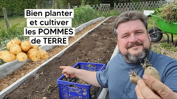 Pomme de terre : plantation, entretien - Côté Maison