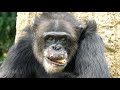 何かをひたすら食べるチンパンジー/Chimpanzee eating a lot