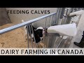 Feeding Calves in New Calf Barn