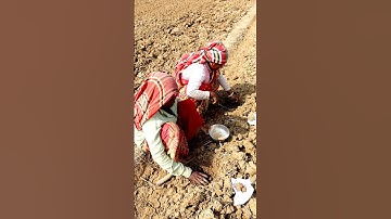 Gap Filling by Women Farmers #shorts