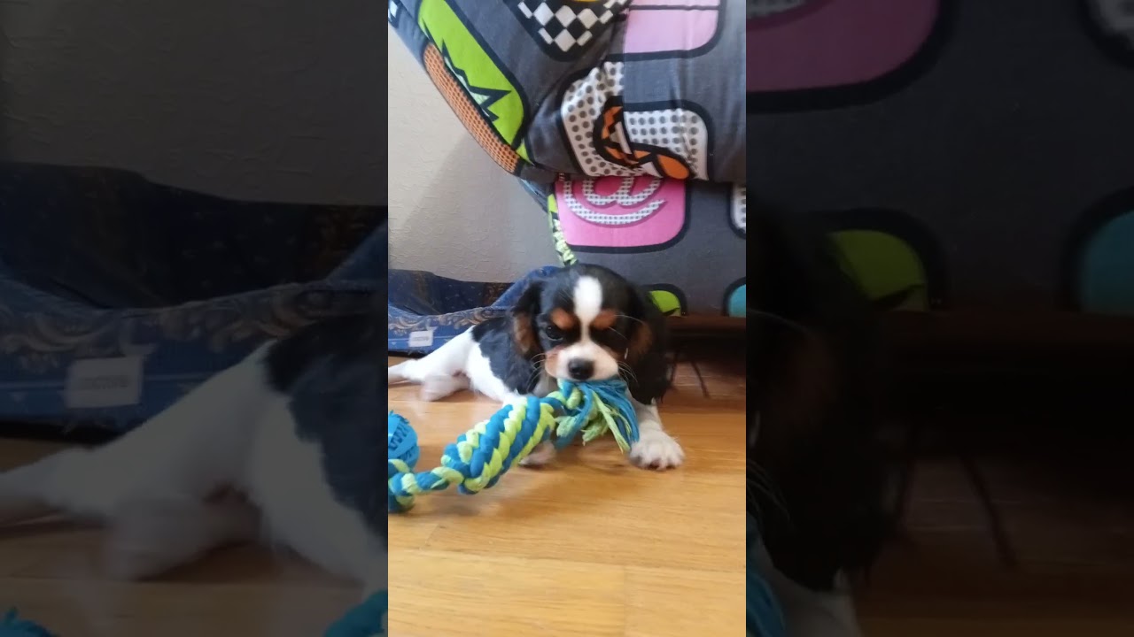 Кавалер Кинг Чарльз спаниель ( триколор девочка)🐾🐶💓
