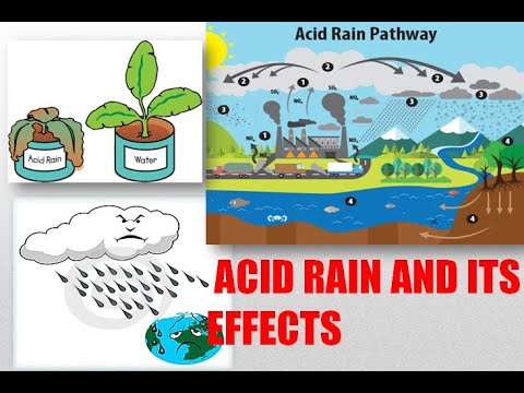 अम्लीय वर्षा और उसके प्रभाव, जानवरों, पौधों, इमारतों और जलीय जीवन पर अम्ल वर्षा के प्रभाव
