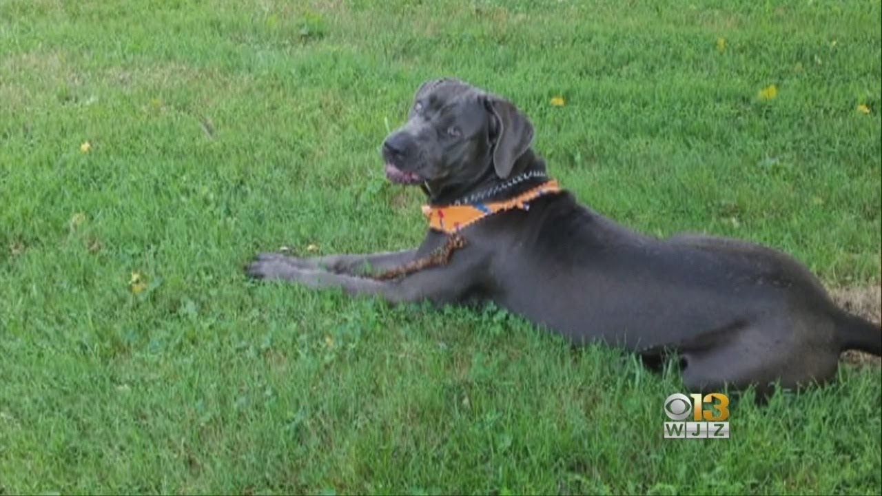 Owner Wants Answers After Officer Fatally Shoots His Dog - YouTube