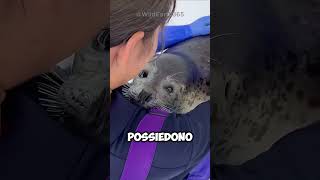 La foca curiosa 🦭