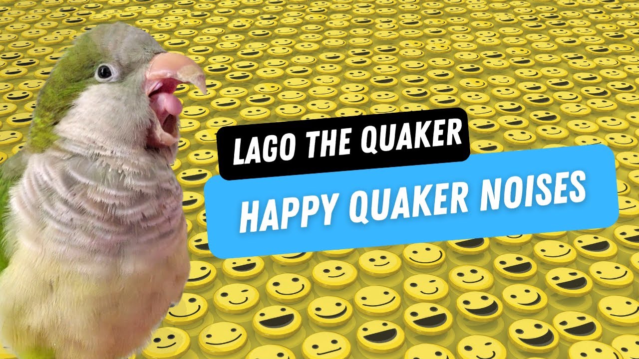 Chattering happy quaker parrot noises Lago The Quaker YouTube