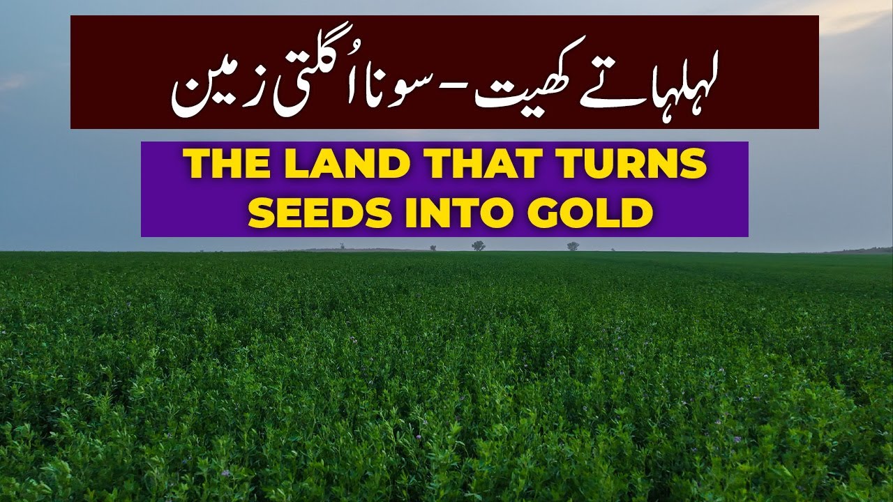 The land that turns seeds into gold